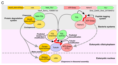 Figure 1C. A predicted model of eukaryotic TGLs involved in ciliary tubulin modifications and the evolutionary links to the bacterial protein degradation and peptide tagging systems. Canonical operons representing both bacterial protein degradation and peptide tagging systems are shown on the top. Light gray arrowed lines indicate gene transfer events and dark arrowed lines (and dashed ones) indicate known (and predicted) biochemical actions.