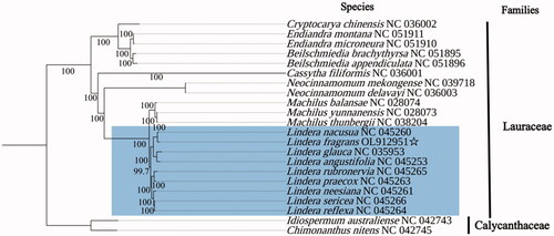Figure 1. Maximum-likelihood phylogenetic tree of L. fragrans based on the complete chloroplast genomes of 22 previously reported species (all the sequences were downloaded from NCBI GenBank; numbers on the nodes are bootstrap values from 1000 replicates).