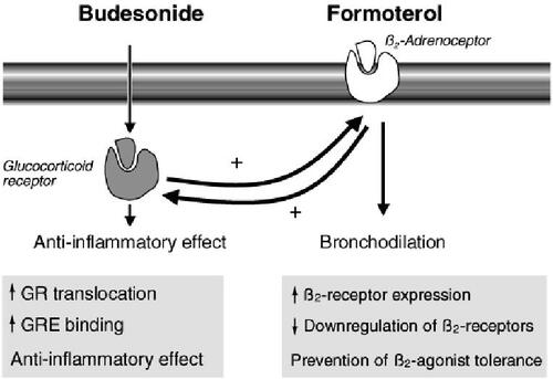 Figure 4 Interaction between budesonide and the long-acting β2-agonists (LABA) formoterol. Budesonide has antiinflammatory effects but also increases the numbers of β2-receptors, whereas formoterol, as well as inducing direct bronchodilation, acts on glucocorticoid receptors (GR) to increase the antiinflammatory effects of budesonide and increases the translocation of budesonide into the cell nucleus. Copyright © 2002. Modified with permission from Barnes PJ. 2002. Scientific rationale for inhaled combination therapy with long-acting β2-agonists and corticosteroids. Eur Respir J, 19:182–91.