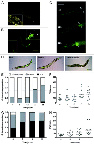 Figure 1. R15-GFP displayed limited intestinal lumen colonization during C. elegans N2 infection. (A) A low number of R15-GFP cells were present along the intestinal lumen after 4 h of infection. (B) At 28 h post-infection, the major portion of the worm intestinal lumen was void of R15-GFP except for the anterior intestine which was grossly colonized and distended. Note that the worm body shrunk and the nose was contracted at this time point. (C) Three representative worms here depict an increase in R15-GFP colonization within the anterior intestine upon prolonged pathogen exposure. After 22 h post-infection, both pharyngeal bulbs of the worm were distorted and contained proliferating bacteria. (D) Shown are the three categories of colonization criteria that were used to classify the infected worms. (E) Stacked bars correspond to mean proportion of the infected N2 population encompassing all three colonization categories (n = 75–100). (F) The graph shows the number of R15-GFP colonizing N2 worm intestines throughout the infection. (G) Stacked bars represent mean proportion of infected tnt-3(aj3) population within the three colonization categories (n = 75–100). (H) The graph shows the number of R15-GFP colonizing tnt-3(aj3) worms up to 11 h infection. (F and H) Each marker corresponds to the average bacterial CFU extracted from 10 infected worms; horizontal lines represent geometric means. Light blue arrows in (A–C) point either to individual R15-GFP cells or colonization as well as distension of the intestinal lumen. Asterisks in (A) and (B) mark the terminal pharyngeal bulb. Dotted circles in (C) mark the anterior and terminal pharyngeal bulbs. Images (A and B) were taken at 100× magnification while (C) was captured at 400x magnification. Scale bars in (B?D) represent 200 µm, 50 µm and 30 µm, respectively.