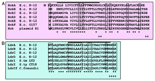 Figure 5. Multiple amino acid sequence alignments. (A) Hok proteins from E. coli K-12, E. coli O157, and plasmid R1. (B) Ldr proteins from E. coli K-12, Salmonell typhimurium LT2, Salmonella typhi CT18, and Citrobacter freundii. Identical amino acids are boxed, and similar amino acids are indicated by an asterisk at the bottom. The similarity of amino acids was determined by the following rules: L = I = M = V = f = W = A, K = R = H, D = E = Q = N, G = A = S, t = V, A = V and f = Y = H = W. + shows C-terminal positive charged residues. The black line above the aligned amino acids indicates a putative trans-membrane α-helical domain predicted by a computer program (SOSUI: http://bp.nuap.nagoya-u.ac.jp/sosui/).