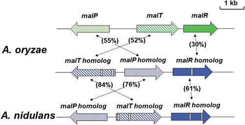 Figure 2. Schematic representation of the MAL cluster and MAL homolog clusters of A. oryzae and A. nidulans.The gene sizes and locations were obtained from the Aspergillus genome database (AspGD). The arrows represent ORFs, showing transcriptional direction. The open boxes in genes of the MAL homolog clusters indicate intron sequences. Amino acid sequence homologies are indicated.