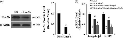 Figure 8. Knockdown of UNC5b abolished the protective effects of netrin-1 against ultraviolet-B (UV-B) exposure-induced impairment in the capacities of ESCs. ESCs were infected with lentiviral UNC5b shRNA. Cells were pre-incubated with netrin-1 (200, 400 ng/ml) for 12 h, followed by treatment with UV-B at 50 mJ/cm2 for 8 h. (A) Western blot analysis revealed the successful knockdown of UNC5b; (B) Real-time PCR analysis showed that knockdown of UNC5b abolished the effects of netrin-1 in integrin β1 and Krt19 expressions (ANOVA:*, #, $, p < .001 vs previous column group, n = 4–5).