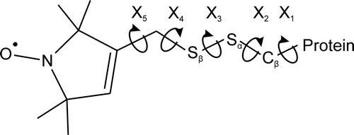 Figure 1.  The structure of the R1 side chain produced by the reaction of MTSL with the sulfhydryl group of a cysteine residue. The dihedral angles associated with each bond are defined as χ1 – χ 5.