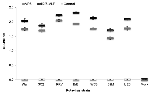 Figure 3. Cross-reactivity of rVP6 induced serum IgG antibodies to several RV strains in mice immunized twice with 10 μg of rVP6 or dl2/6-VLPs. Control mice received carrier only (PBS). Mean ODs (490 nm) of the experimental groups with standard errors are shown.