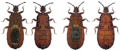 Figure 1. Species reference image of Neuroctenus taiwanicus. A, B-male; C, D-female; A, C-dorsal view; B, D-ventral view. (The photos of N. taiwanicus were taken by Xiaoshuan Bai in the Animal Lab College of Life Science and Technology, Inner Mongolia Normal University, China.)