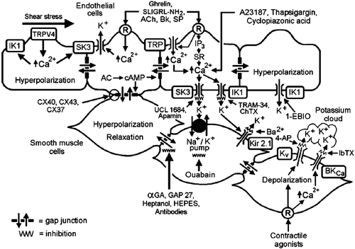Figure 3. EDHF‐mediated responses. The activation of endothelial receptors (R) and the shear stress exerted by the flowing blood increase endothelial [Ca2+]i through calcium entry (TRP = transient receptor potential channel) and calcium release from internal stores (SR = sarcoplasmic reticulum). This activates endothelial KCa channels and produces endothelial hyperpolarization which is conducted through myoendothelial gap junctions to the underlying vascular smooth muscle. Cyclic‐AMP enhances the electrotonic conduction via gap junctions. Additionally, accumulation of potassium ions in the intercellular space can hyperpolarize the smooth muscle cells by activating KIR and Na+/K+‐ATPase. The presence of a ‘potassium cloud’ can markedly affect the contribution of K+ ions to EDHF‐mediated responses. Contractile agonists that stimulate their receptor on vascular smooth muscle cells increase intracellular calcium (Ca2+) concentration and depolarize the cells. The rise in intracellular calcium activates BKCa while the depolarization activates KV as a braking mechanism. Potassium effluxes through these two channels and accumulates in the intercellular space (potassium cloud). Potassium ions activate KIR and Na+/K+‐ATPase, preventing the effects of any subsequent rise of potassium during endothelium‐dependent hyperpolarization. The relative proportion of each mechanism depends on numerous parameters, including the state of activation of the vascular smooth muscle, the density of myoendothelial gap junctions, and the level of the expression of the appropriate isoforms of Na+/K+‐ATPase and/or KIR. BK = bradykinin; SP = substance P; SLIGRL‐NH2 = peptide agonist of proteinase‐activated recepor‐2; P3 = inositol trisphosphate; TRPV4 = transient receptor potential channel vanilloid 4; AC = adenylyl cyclase; αGA = glycyrrhetinic acid derivatives; CX = connexin; 4‐AP = 4‐aminopyridine; IbTX = iberiotoxin; ChTX = charybdotoxin; SK3 = small conductance calcium‐activated potassium channel formed by SK3 α subunits; IK1 = intermediate conductance calcium‐activated potassium channel formed by IK1 α subunits; Kir2.1 = Inward rectifying potassium channel constituted of Kir2.1 α subunits; KV = voltage‐gated potassium channels; BKCa = large conductance calcium‐activated potassium channels (modified from Citation58); ACh = acetylcholine.