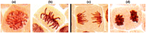 Figure 2. (Color online) Stages of mitosis in the meristematic cells of A. cepa: (a) prophase; (b) metaphase; (c) anaphase; (d) telophase.