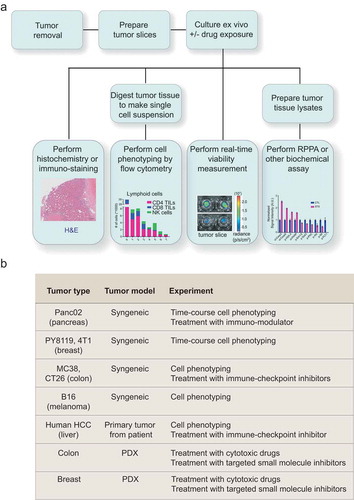 Figure 1. Organotypic tumor slices can be made from a broad range of tumor tissues and used to test multiple hypotheses. (a) A schematic showing the experimental workflows in which organotypic tumor slice cultures can be used. (b) A summary of different tumor slice cultures used in this study and the experiments performed.