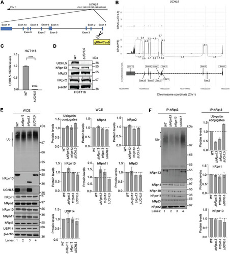 FIG 2 Levels of ubiquitinated proteins at the proteasome are altered in cells deleted of hRpn13, UCHL5, or the hRpn13 Pru. (A) Schematic representation of the UCHL5 gene from chromosome 1 depicting and labeling the exons as well as the gRNA targeting of exon 1 to generate the ΔUCHL5 cell line. (B) Sashimi plots depicting normalized coverage for the UCHL5 gene in HCT116 ΔUCHL5 or WT cells. (Top) CPM-normalized expression is shown along the y axis for the length of the gene along the x axis. Reads spanning splice junctions are depicted as arcs annotated with CPM-normalized counts. (Bottom) Schematic of the primary transcript (ENST00000367455) for the gene from the Ensembl database, version 75, with exons shown as boxes, introns shown as lines, and arrows indicating the direction of transcription. Numbers at the bottom denote the chromosomal coordinates along chromosome 1. (C) Total RNA from WT or ΔUCHL5 cells was reverse transcribed to cDNA and subjected to TaqMan PCR for UCHL5 mRNA analysis. β-Actin was used as an internal standard, and the data were normalized to the WT by using the 2–ΔΔCT method. Reported values represent means, with error bars indicating standard errors of the means (SEM) for n = 6. Fold change is also indicated for ΔUCHL5 compared to the WT. ****, P < 0.0001 by Student's t test analysis. (D) Lysates from WT or ΔUCHL5 cells were resolved and analyzed by immunoprobing for hRpn13, hRpt3, or hRpn2, as indicated, with β-actin as a loading control. (E) Whole-cell extract (WCE) from WT, ΔhRpn13, trRpn13, or ΔUCHL5 cells were resolved and analyzed by immunoprobing for ubiquitin (Ub), hRpn13, UCHL5, or proteasome components hRpn1, hRpn2, hRpn10, hRpn11, hRpt3, or USP14, as indicated. β-Actin was used as a loading control. Graphical plots show protein levels in ΔhRpn13, trRpn13, or ΔUCHL5 cells relative to the WT after normalization to β-actin for ubiquitin (Ub) levels in the region bracketed (left), hRpn1, hRpn2, hRpn10, hRpn11, hRpt3, and USP14. Data are plotted as average fold changes ± SEM for three independent experiments. (F) Proteasomes from WT, ΔhRpn13, trRpn13, or ΔUCHL5 cells were immunoprecipitated (IP) with anti-Rpt3 antibodies and the immunoprecipitates immunoprobed for ubiquitin (Ub), hRpn13, UCHL5, or proteasome components hRpn1, hRpn2, hRpn10, hRpn11, or hRpt3, as indicated. Graphical plots indicate protein levels in ΔhRpn13, trRpn13, or ΔUCHL5 cells relative to the WT after normalization to hRpn2 for ubiquitin (Ub) levels in the region bracketed (left), hRpn1 and hRpn10. Data are plotted as average fold changes ± SEM for three independent experiments. Bulk ubiquitin was probed with antiubiquitin/P4D1 (3936; Cell Signaling Technology). Dashed lines are included for the plots in panels E and F at a value of 1.0.