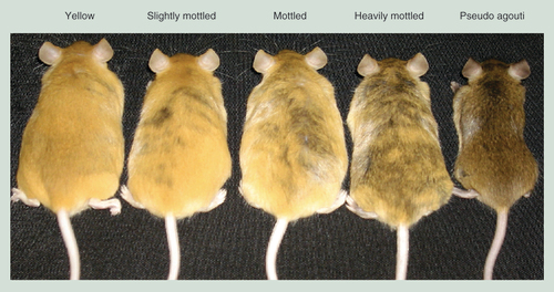 Figure 1.  Avy mouse coat color classification.Mouse coat color is grouped into one of five categories based on the proportion of brown-to-yellow fur: yellow (<5% brown), slightly mottled (between 5 and 50% brown), mottled (50% brown), heavily mottled (between 50 and 95% brown) and pseudoagouti (>95% brown). The isogeneic Avy mice shown are of the same age and sex.Reproduced with permission from [Citation8].