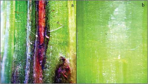 Fig. 6 (Colour online) Subepidermal lesions on sunflower seedlings inoculated with Macrophomina phaseolina (a) using the stem-tape inoculation method vs. (b) control plants under 12× magnification. Longitude tangential section of the stem