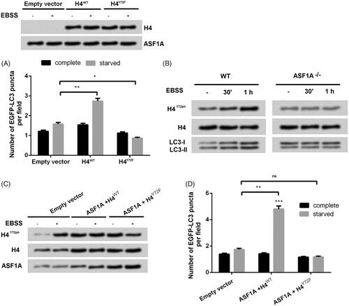 Figure 4. ASF1A-mediated H4Y72ph engages in autophagy in colon cancer cells. (A) Effects of H4WT and H4Y72F on the number of EGFP-LC3 puncta under complete or starved condition. (B) WT and ASF1A−/− SW48 cells were treated with complete medium or Earle's balanced salt solution (EBSS) for 30 min or 1 h, and whole cell protein samples were then obtained for western blot. (C) Total H4, H4Y72ph and ASF1A expression was detected by western blot. (D) Effects of H4WT and H4Y72F mutation on the number of EGFP-LC3 puncta were detected. The results are shown as the mean + SD (n = 3). * p < .05, ** p < .01.