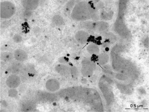 Figure 10 An alveolar macrophage.Notes: Penetration of silver nanoparticles from aggregates in the cytoplasm into mitochondria (arrows). No silver nanoparticles are discovered in the nucleus. Transmission electron microscopy, magnification ×28,000.