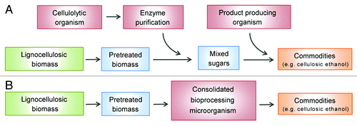 Figure 1. Consolidated bioprocessing of lignocellulosic biomass by cellulase displaying microbes. (A) The current steps involved in the industrial processing of plant biomass into ethanol using cellulase enzymes. Biomass degradation involves thermochemical pretreatment to expose its cellulose polymers, followed by exposure to purified cellulases to degrade cellulose into its component sugars. This is followed by a fermentation step in which yeast convert the sugars into ethanol. In principle, many other biocommodities can be produced from plant biomass using similar methods. (B) Steps in the consolidated bioprocessing (CBP) of biomass. CBP-enabling microbes would produce cellulase enzymes that degrade the cellulose and hemicellulose components of biomass, and then convert the resultant sugars into useful biocommodities. Microbes that naturally or recombinantly display cellulase enzymes are well suited for this process, as they are highly cellulolytic.