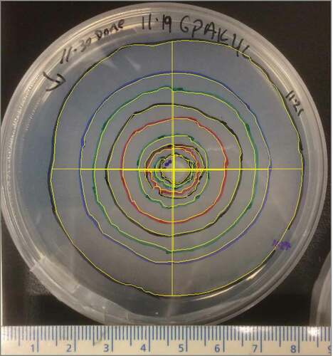 Figure 2. The plate illustrates an Alaska sample held at 4°C and 0 percent salinity; the colored concentric circles represent the sequential growth front for measuring perimeter, and the solid yellow lines are north–south, east–west radials (length) used to estimate perimeter.