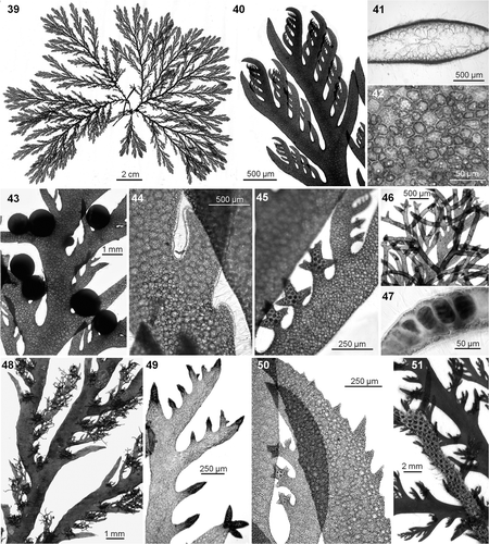 Figs 39–51. Plocamium lyngbyanum. Barcoded specimens. 39. Habit of a large robust morph from NW Spain (SANT 24196). 40. Ramuli alternate in series of 3–5 above the basal ramuli. 41. Main axis with slightly compressed cross section. 42. Incomplete cortication with fenestrated conformation. 43. Cystocarps on a female gametophyte. 44. Branch of a male gametophyte showing abundant spermatangia. 45. Palmately divided young stichidia. 46. Old compound stichidia with third-order branching. 47. Tetrasporangia. 48. Dense axillary clusters of compound stichidia in older main axes. 49. Compound stichidia growing on the tip of basal ramuli (GW001801, North Ireland). 50. Basal ramulus with serrate margin (SANT 24195). 51. Main axes infested by the bryozoan Electra pilosa.