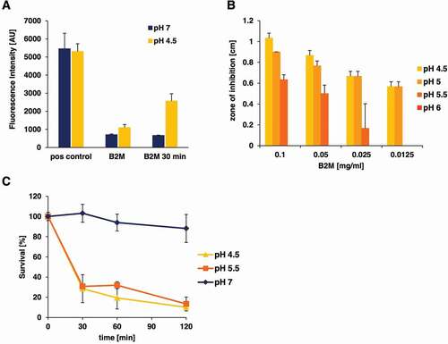 Figure 4. pH-dependent antibacterial activity of purified B2M against L. monocytogenes. A: Amyloidogenic potential of B2M at low pH conditions. The presence of amyloid fibrils was monitored by ThT staining. B2M was either subjected directly to ThT measurement or was incubated at 37°C for 30 min in buffer with the indicated pH. EF-C fibrils served as positive control (pos control). The mean value and standard deviation for two independent experiments is depicted. B: Antibacterial activity of B2M was tested in radial diffusion assays using pH modified agarose solutions (4.5 to 7). Antibacterial activity of B2M in radial diffusion assays could only be observed at pH values lower than 6. C: The pH-dependent effect of B2M (1 mg/ml) against L. monocytogenes in a survival assay. Peptide and mock-treated bacteria were incubated at pH values 7, 5.5 and 4.5 for 30, 60 and 120 min. Quantification of living bacteria was performed by CFU determination and the values are expressed as % survival compared to mock-treated samples. The mean value ± standard deviation is depicted for three independent experiments