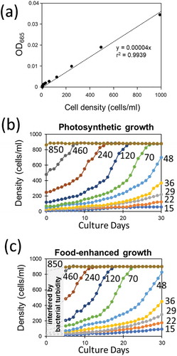 Figure 1. Optically monitored growth of green paramecia. (a) Relationship between OD665 and cell density. (b) Effect of initial cell density on the growth of cells under photosynthesis. (c) Effect of initial cell density and addition of bacterized medium on the growth of cells. Optical reading was interfered by the turbidity of food bacteria during initial 5 days of culture. Numbers indicate the initial cell density (cells/ml).