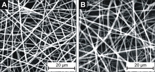 Figure 1 Scanning electron micrographs of Pluronic® F-108 blended and unblended PLGA microfibrous mesh. (A) Pure PLGA, (B) PLGA blended with 2.0% PF-108 (this is a representative micrograph of blended samples [PF-0.5 to PF-1.5] that are morphologically similar to those reported previouslyCitation20).Abbreviations: PF, Pluronic® F; PLGA, polylactide-co-glycolide.