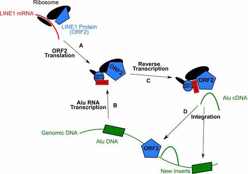Figure 1. Schematic of LINE1-mediated retrotransposition of alu elements as described by Dewannieux et al. [Citation6]. Ribosome, DNA, RNA, and protein molecules are depicted in black, green, red, and blue, respectively. a) LINE1 mRNA is translated generating the ORF2 protein which possesses reverse transcriptase and endonuclease activity; b) The alu element located in the genomic DNA is transcribed into an RNA which is bound by the SRP9/SRP14 heterodimer to localize it to the 40S ribosomal small subunit of the ribosome translating ORF2; c) positioning of the alu RNA relative to ORF2 allows for its reverse transcription and generation of an alu cDNA; d) the alu cDNA is trafficked by ORF2 back to the genomic DNA, where ORF2 both endonucleolytically cuts the genomic DNA and reintegrates the cDNA, forming a new alu DNA insert