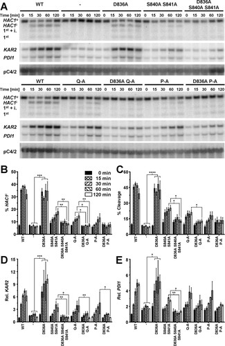FIG 8 D836 is required for cleavage of HAC1 mRNA by activation loop mutants. (A) Northern blots for HAC1, KAR2, PDI1, and the loading control pC4/2 (Citation53) on RNA extracted from ire1Δ strains expressing the indicated IRE1 alleles from YCplac33 or carrying the empty vector (−). Mid-exponential-growth-phase cells were treated with 2 mM DTT for the indicated times. (B to E) Quantification of the percentage of HAC1i mRNA (% HAC1i) (B), the percentage of HAC1 mRNA cleavage (% Cleavage) (C), induction of KAR2 mRNA (D), and induction of PDI1 mRNA (E). Bars represent standard errors. *, P ≤ 0.05; **, P ≤ 0.01; ***, P ≤ 0.001; ****, P ≤ 0.0001. P values for percent HAC1i and percent cleavage were determined by Welch's test followed by a Games-Howell post hoc test (n = 12 for the WT, n = 4 for the empty vector transformed ire1Δ strain, and n = 6 for all other strains). P values for KAR2 and PDI1 induction were obtained from an ordinary two-way ANOVA with Tukey's correction for multiple comparisons on the ln-transformed data.