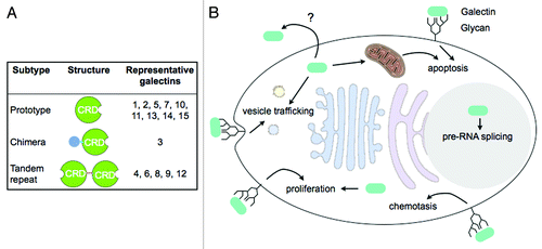 Figure 1. Galectin structure and function. (A) Galectin subtypes and structural features. Prototypical galectins are composed of a single galectin CRD. The chimeric type of galectin, galectin-3, consists of a N-terminal non-lectin domain in addition to a C-terminal galectin CRD. Tandem repeat type of galectins contains 2 CRDs in tandem connected by a linker sequence. (B) Galectins are synthesized in the cytosol but can also be secreted through poorly-defined mechanisms. Functioning from both outside and inside of the cell, galectins are involved in diverse cellular processes including vesicle trafficking of glycoproteins, chemotaxis, proliferation, pre-RNA splicing, and apoptosis. Extracellular galectins are likely to function by binding to cell surface glycans, while intracellular effectors that mediate galectin function are largely unknown.