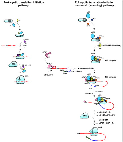 Figure 1. Schematic depiction of translation initiation processes (key steps) in prokaryotes and eukaryotes (for eukaryotes, the canonical/scanning pathway is shown). See text for details.