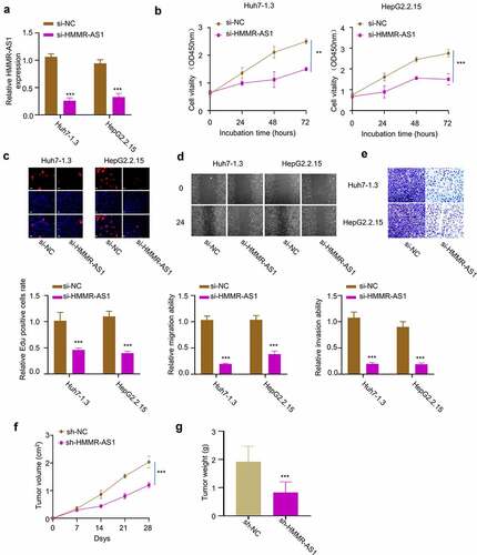 Figure 3. HMMR-AS1 silencing suppresses the proliferation, migration, and invasion of HBV-HCC cells. (a) The expression of HMMR-AS1 in different groups of Huh7-1.3 and HepG2.2.15 cells (si-NC, si-HMMR-AS1) was detected by qRT-PCR. (b) Cell proliferation and EdU incorporate rate (c) in Huh7-1.3 and HepG2.2.15 cells transfected with si-NC or si-HMMR-AS1 were examined by CCK8 and EDU assays. (d) Wound-healing assay was performed to detect cell migration in Huh7-1.3 and HepG2.2.15 cells transfected with si-NC or si-HMMR-AS1. (e) Cell invasion was detected by transwell assays. (f) and (g) Subcutaneous tumor sizes and tumor weight in nude mice inoculated with HepG2.2.15 cells transfected with sh-NC or sh-HMMR-AS1.