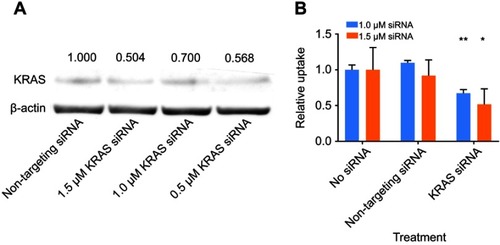 Figure 4 (A) Protein expression of KRAS and β-actin in MDA-MB-231 cells harvested 120-hr post-transfection by siRNA. Normalized values of the densitometric measurements are listed in the figure. (B) Relative uptake of FITC-NPs by MDA-MB-231 cells 120-hr post-transfection by siRNA. (n=3, *p<0.05, **p<0.01).