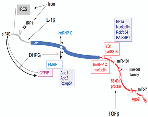 Figure 1 Synopsis of cis- and trans-regulatory elements associated with APP post-transcriptional regulation. The 5′UTR of the APP mRNA (gray) contains an internal ribosome entry site (IRES), an iron responsive element (IRE, stem loop) which binds IRP1 and an IL-1 translation enhancer element. In the APP coding sequence (blue), the G-rich motif interacts (white circle) either with hnRNPC or FMRP. FMRP interacting with CYFIP1 (magenta) may inhibit APP translation by binding to eIF4E. FMRP association with the APP mRNA mediates its recruitment to processing bodies (Ago1, Ago2, Rck/p54). The APP 3′UTR (red) contains two regulatory elements proximal to the stop codons (white circles): a 52 nt stabilizing element recognized by six proteins YB1, La/SS-B, EF1a, nucleolin, Rck/p54 and PAIRBP1 and a 29 nt destabilizing element which binds hnRNPC and nucleolin. More distal regulatory sequences include: validated microRNA responsive elements (white triangles) for miR-101 and miR-20 family elements, an 81 nt stabilizing element which interacts with a 68 kDa protein and nt 1,106–1,146 immunoprecipitated by the Ago protein (white circles). The alternative polyadenylation site leading to a shorter APP transcript is represented by the double slash.