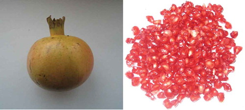 Figure 1. Fruit and arils of pomegranate (cv. “Ashraf”) cultivar.