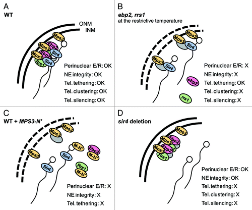 Figure 1. Roles of Ebp2 and Rrs1 at the nuclear periphery and summary of phenotypes in each condition. (A) Ebp2 and Rrs1 localize to the perinuclear region through Mps3, and thereby serve a structural function in the nucleus. Ebp2, Rrs1 and Mps3 are associated with the silent information factor Sir4, and function in telomere clustering in S phase cells and silencing. (B) Mutant forms of Ebp2 and Rrs1 lose association with the nuclear periphery at the restrictive temperature, thereby leading to the loss of the integrity of the nuclear envelope. Telomeres remained localized to the nuclear envelope but lost the cluster formation in S phase cells and the silent domain organization. (C) The ectopic expression of Mps3-N′ leads Ebp2 and Rrs1 away from the nuclear periphery, thereby compromising their telomeric roles and the structural role at the nuclear periphery. Mps3-N′ also titrate Est1, a component of telomerase which is required for Ku-dependent telomere tethering in S phase, from the perinuclear binding sites.Citation21 (D) The lack of Sir4 does not affect the interaction of Ebp2 and Rrs1 with Mps3 and the perinuclear localization of Ebp2. Telomeres are detached from the nuclear periphery due to the absence of Sir4. The perinuclear Ebp2 and Rrs1 is sufficient for providing the structural role independently of telomeres. ONM, outer nuclear membrane; INM, inner nuclear membrane; M-N’, Mps3-N′; E/R, Ebp2 and Rrs1; NE, nuclear envelope; Tel., telomere; gray ellipse, unknown proteins constituting the perinuclear protein network; white circle, telomeric complex of Yku70/80 and telomerase.