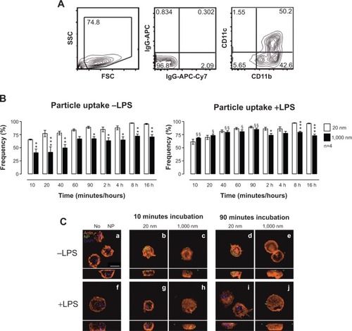 Figure 2 Uptake of PS particles by BMDCs determined by flow cytometry and LSM.Notes: (A) Flow cytometry analysis included gating on CD11b+/CD11c+ BMDCs based on their relevant isotype controls. (B) Frequencies of positive cells for 20 nm (white) or 1,000 nm (black) PS particles were subsequently determined. Left panel shows data for immature BMDCs (−LPS), while right panel shows data for mature BMDCs (+LPS). White bars, 20 nm; black bars, 1,000 nm. Bar graphs show mean ± SEM; *P<0.05, **P<0.005, ***P<0.001 (20 nm versus 1,000 nm PS particles); §P<0.05, §§P<0.005 (−LPS versus +LPS); n=4. (C) Confirmation of PS-particle uptake by BMDCs determined by LSM. Upper micrographs (a–e) show uptake by immature BMDCs (−LPS), while lower micrographs (f–j) show uptake by mature BMDCs (+LPS). xy-projections (top panels) and xz-projections (lower panels) were obtained from three-dimensional stacks of consecutive optical sections. Orange, actin; green, particles; blue, DAPI (nucleus). White bar: 10 μm. Magnification: 63× + 3× digital zoom. One representative experiment from four independent experiments is shown.Abbreviations: BMDC, bone marrow–derived dendritic cell; DAPI, 4′,6-diamidino-2-phenylindole; LPS, lipopolysaccharide; LSM, laser scanning microscopy; NP, nanoparticle; PS, polystyrene; SEM, standard error of the mean.