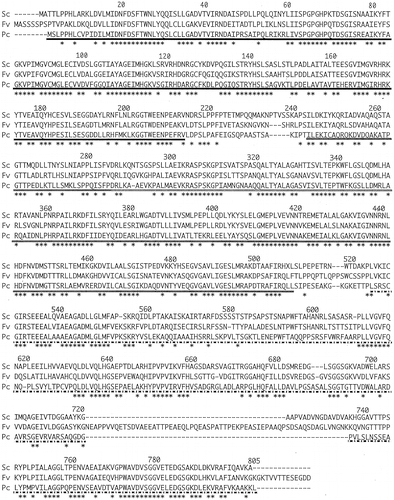 Fig. 4. Comparison of the predicted amino acid sequence deduced for S. commune TRP1 protein to the corresponding sequences from other basidiomycetes.