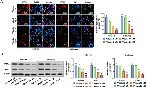 Figure 2. Vitexin suppresses endometrial cancer cell proliferation. (A) Cell proliferation of HEC-1B and Ishikawa after treatment with vitexin (0, 5, 10, 20 μM) for 24 h was assessed using EdU staining assay. (B) The protein levels of Ki-67 and PCNA after treatment with vitexin (0, 5, 10, 20 μM) for 24 h were measured using Western blots. *p < 0.05; **p < 0.01 vs. vitexin 0 μM group.