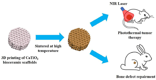 Figure 1 DLP-based 3D printed bifunctional calcium titanate scaffolds for photothermal therapy and bone regeneration.