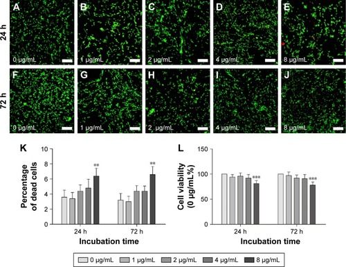 Figure 4 SC cytotoxicity tests of PEI-SPIONs.Notes: SC cytotoxicity tests of PEI-SPIONs were carried out using live–dead staining and CCK-8 assay. Images of live–dead assay 24 h (A–E) and 72 h (F–J) after SCs were treated with different concentrations of PEI-SPIONs. (K) The percentage of dead cells was examined by live–dead assay. (L) Cell viability was evaluated by CCK-8 assay. Live cells were stained in green, while dead cells were stained in red. Scale bar: (A–J) 100 μm. Graph bars: mean ± SD; **P<0.01, ***P<0.005.Abbreviations: CCK-8, Cell Counting Kit 8; PEI-SPIONs, polyethylenimine-coated superparamagnetic iron oxide nanoparticles; SCs, Schwann cells; SD, standard deviation.