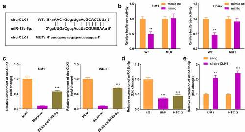 Figure 3. Circular-CDC like kinase 1 (circ-CLK1) directly targets miR-18b-5p. (a) Binding sites of circ-CLK1 and miR-18b-5p; (b) The luciferase activity of UM1 and HSC-2 cells co-transfected with luciferase reporter vector containing circ-CLK1 miRNA response elements (MREs) for miR-18b-5p and miR-18b-5p overexpression vector; (c) Circ-CLK1 expression after pulling down with miR-18b-5p; (d) miR-18b-5p expression in UM1 and HSC-2 cells. (e) miR-18b-5p expression in circ-CLK1 knockdown cells. **P < 0.01, *** P < 0.001 versus control.