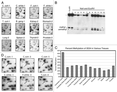 Figure 1 An example of tissue specific methylation identified by RLGS analysis of 12 tissues and quantitated by Southern blot analysis. (A) Cutouts of the full RLGS analysis on all 12 tissues with arrows indicating fragment 3D24. (B) Quantitative Southern blot analysis using the 3D24 NotI-EcoRV fragment as hybridization probe. Lane one contains cerebellar cortex DNA digested with EcoRV only. Lanes 2–13 are all double digested with EcoRV and NotI. The DNAs in lanes 2–13 are loaded in the same order as indicated in (A) with peripheral nerve replacing kidney in lane 8. Depending on DNA availability, 0.5 µg (peripheral nerve) to 10 µg (cerebellar cortex) were loaded in each lane. Bands indicating methylation or no methylation are indicated. (C) Quantitation of the percent methylation detected by the Southern blot in (B). For lanes 2–13, percent methylation was determined as described in the Materials and Methods. *, 13 kb EcoRV sequence without a NotI site that is homologous to the probe. BLAST analysis with the probe sequence identified a BAC clone explaining this band.Citation29 (D) Representative RLGS profilesections showing spot 3B07 and demonstrating consistent spot presence (lack of methylation) in C. cort of multiple patients, but spot absence (methylation) in other brain regions from multiple patients. Abbreviations: B. gang, basal ganglia; C. cort, Cerebellar cortex; C. white, Cerebellar white matter; F. cort, Frontal lobe cortex; F. white, Frontal lobe white matter; T. cort, Temporal lobe cortex.
