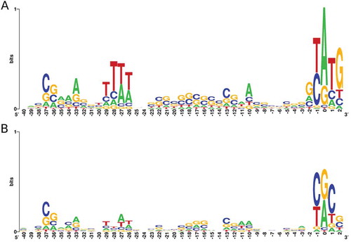 Figure 1. Sequence composition of regions upstream of genes and intraRNAs.Logo representation of upstream regions of gTSS (A) and iTSS (B). Relative positions are shown positioning TSS as zero.