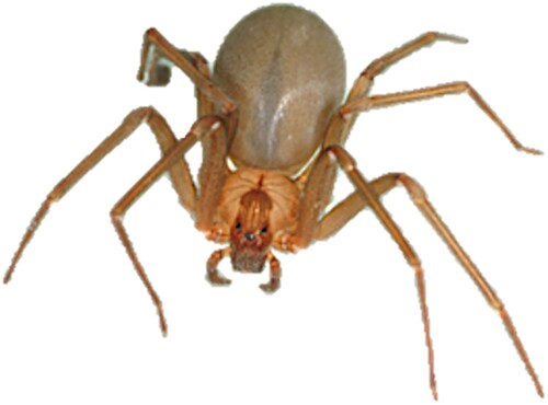 Figure 2. A Brown Recluse spider (Loxosceles reclusa). Note the dark brown violin shaped image located on the spiders back. This can be utilized to identify L. reclusa.