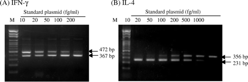 Figure 3.  Agarose gel electrophoresis of PCR productions of IFN-γ (A) and IL-4 (B), amplified from the standard or competitor plasmids in qc-RT-PCR assays. M indicates marker with a 100-bp interval between each band. In the qc-RT-PCR assay, a constant amount of standard plasmids was in competition with competitor plasmid for depletion of standard primers for amplification of their own PCR products.