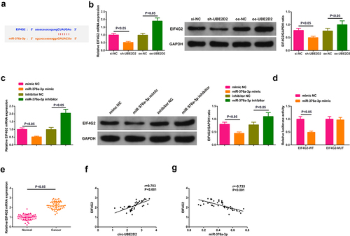 Figure 5. Circ-UBE2D2 elevates EIF4G2 via miR-376a-3p.