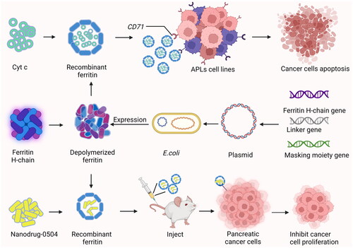 Figure 6. Recombinant ferritin delivery of Cyt c induces in APLs cell apoptosis and nanodrug-0504 inhibits proliferation of pancreatic cancer cells.