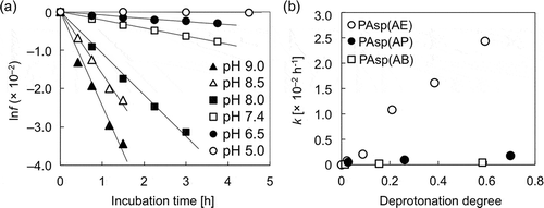 Figure 4. (a) lnf of PAsp(AE) at different pH values; (b) changes in cleavage rate constant (k) as a function of the degree of deprotonation of the primary amines in the side chains of PAsp(AE) (○), PAsp(AP) (●), and PAsp(AB) (□).