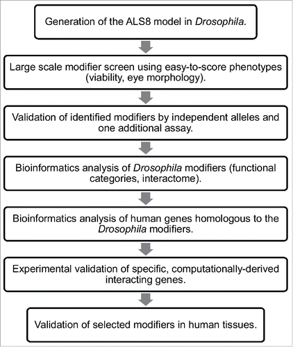 Figure 2. Flowchart of the screen for genetic modifiers of ALS8. The screening process in Drosophila followed by computational analysis of modifiers both in Drosophila and in humans and validation of a specific subset of modifiers in human tissues are depicted.