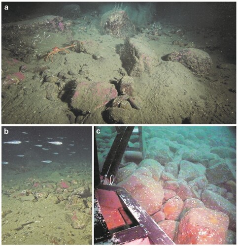 Figure 6. (a) Underwater photograph of boulder-strewn subaqueous moraine in Little Loch Broom at 30 m water depth [57.8942°N, 5.3313°W]. Note squat lobster for scale. (b) Glacially transported boulders on ice-distal flank of same moraine ridge in Little Loch Broom [57.8943°N, 5.3314°W] (see Figure 1 for location). Note the abundance of marine fauna. (c) Surface of subaqueous moraine at the mouth of Loch Ewe (see Figure 1. for location). The moraine is comprised of densely packed sub-rounded boulders of Torridon Group Sandstone, free from surficial mud and sand. Photograph taken by BGS Rockdrill2 on station 57-06/255 [57.9058°N, 5.6888°W]. Images (a) & (b) are ©Richard Shucksmith, reproduced with permission. Image (c) is ©BGS-UKRI, reproduced with permission.