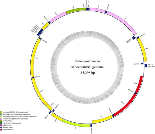 Figure 2. The circular-mapping mitochondrial genome of Stibochiona nicea. Gene names on the outside line side indicated that these genes were located on the H-strand, whereas the others were located on the L-strand. Color codes for different genes are listed on the map.