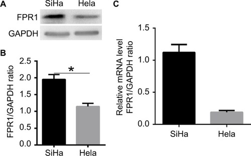 Figure 1 The expression of FPR1 protein and mRNA in human cervical cancer cell lines.Notes: (A, B) Western blot showing the relative FPR1 expression levels in HeLa and SiHa cells. (C) RT-PCR showing the relative FPR1 expression levels in HeLa and SiHa cells. Bar chart according to the statistical analysis based on the results of three independent experiments. Data are expressed as mean±SEM. *P<0.05.Abbreviations: RT-PCR, reverse transcription PCR; SEM, standard error of the mean.